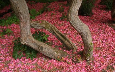 Van kosmos naar compost en de cruciale rol van twee ninja-scouts